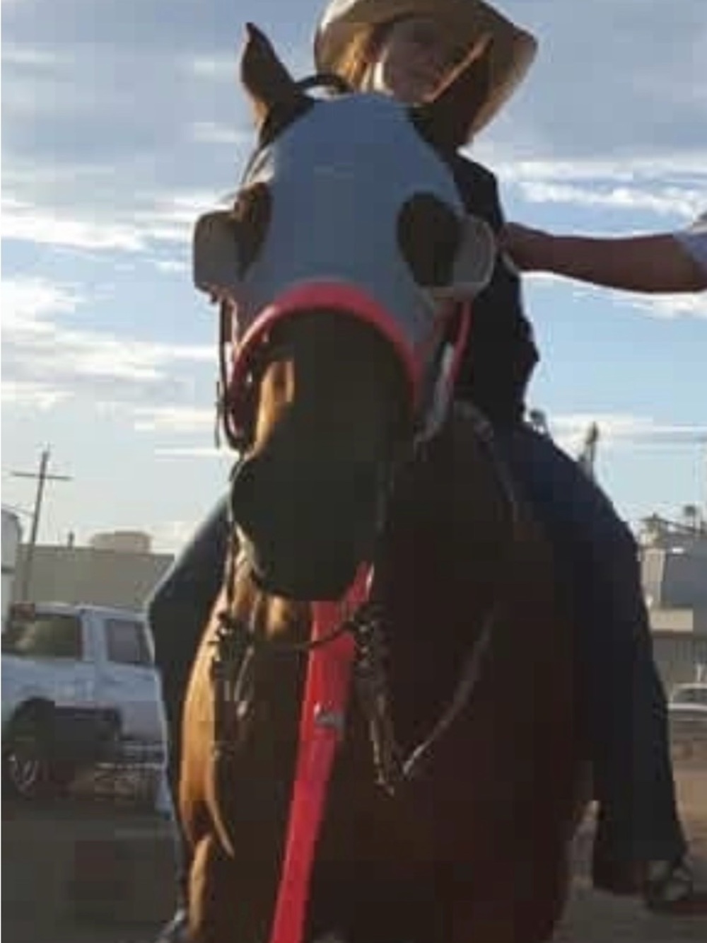 Hot Pink Tie down (for horses) - Picture 3 of 3